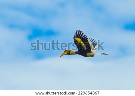 Great Hornbill male flying freedom in bluesky.