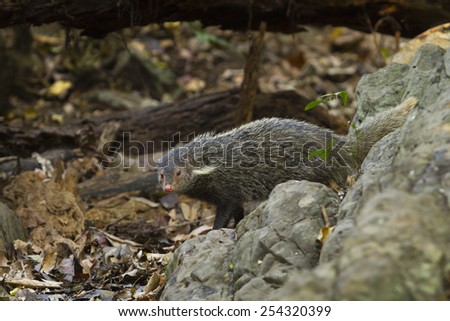 Crab-eating Mongoose in nature wild.