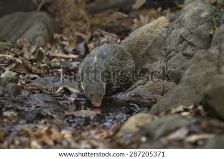 Crab-eating Mongoose in nature wildlife form Thailand.
