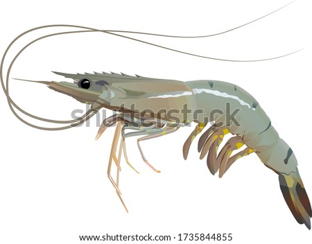 Fresh shrimp or prawn on white background vector