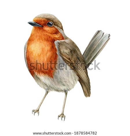Robin bird watercolor illustration. Hand drawn close up small garden avian. Beautiful song bird single image. Tiny robin realistic illustration element on white background Zdjęcia stock © 