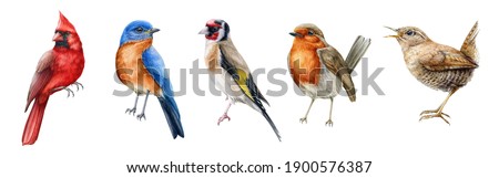Bird set watercolor illustration. Red cardinal, eastern bluebird, goldfinch, robin, wren close up images. Realistic garden and forest birds collection element. Beautiful avian set on white background.