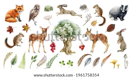 Forest wild animal big set. Watercolor illustration. Fox badger rabbit deer and chipmunk. Bunny, owl bird, toad, feather, leaf. Natural element collection. Realistic woodland set on white background