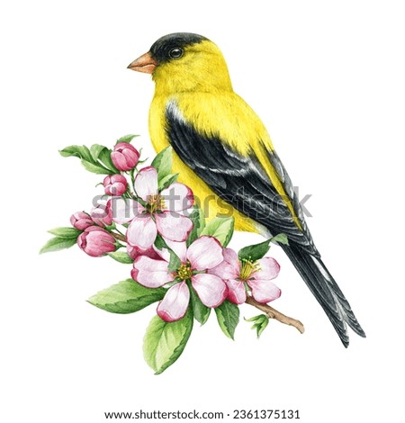 Similar – Image, Stock Photo Singing goldfinch in a tree