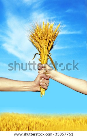 Human and woman  hands holding bundle of the golden wheat ears on a blue sky  background