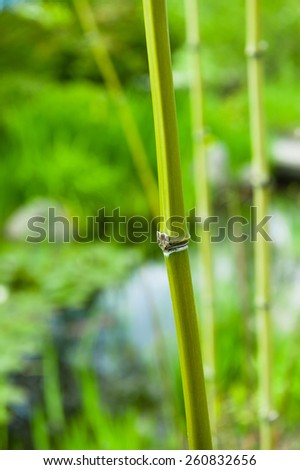 A close shot of a Japanese Asian bamboo in nature. Zen feeling. A beautiful decor for SPA.
