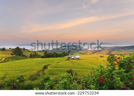 Sunrise at Terraced Paddy Field in Mae-Jam Village , Chiang Mai Province , Thailand