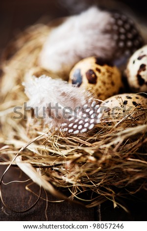 Quail\'s Eggs and Feathers in a Easter Nest