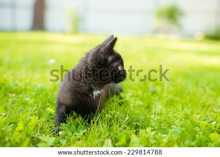 Cute black cat lying on green grass lawn, shallow depth of field portrait