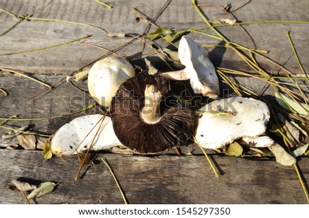 Similar – Foto Bild Holzbrett, getrocknete Fliegenpilze, chinesischer Teebecher…