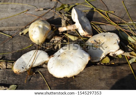 Foto Bild Holzbrett, getrocknete Fliegenpilze, chinesischer Teebecher…