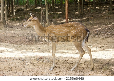 Sika deer Female