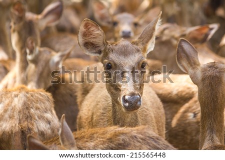Closeup Head Rusa Deer Female