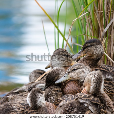 A family of young Mallard ducks piled together by a pond.  Blue-green water and reeds in the background.