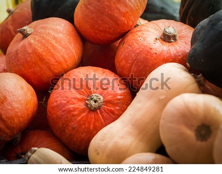 Cooking pumpkins, butternut squash and acorn squash at an October farmer's market.