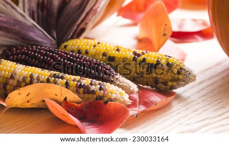 Indian corn on an oak table top with red leaves and pumpkins.  Strong back light.