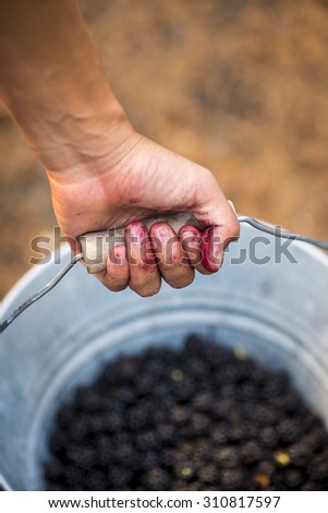 Hand with purple stained fingers holding a metal bucket of freshly picked summer blackberries. Background is pattern brown, out of focus.