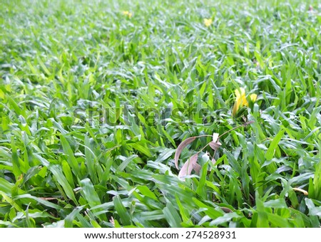 Green grass in the garden texture background