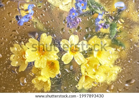 Image, Stock Photo flower plants and raindrops in rainy season