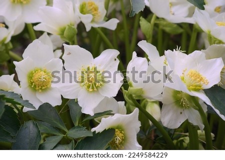Similar – Image, Stock Photo Christmas rose, Helleborus niger; flower