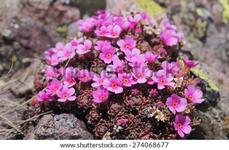 Androsace brevis - It is a rare plant that grows only in the mountains of Lake Como, in Italy, especially in rock crevices not alkaline, above 2000m.