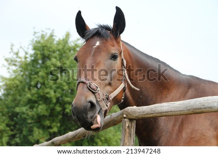 Horse shows tongue, Portrait of a horse in the countryside, Orel horse