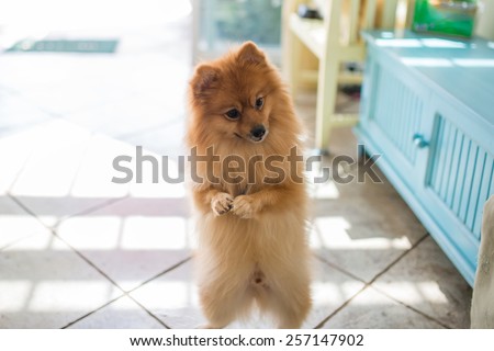 Brown pomeranian dog standing on hind legs