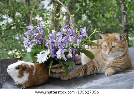 Red cat and a Guinea pig rest in the street near the basket with orchids