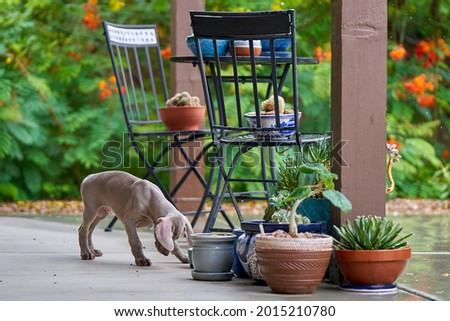 Image, Stock Photo Weimaraner puppy explores the forest