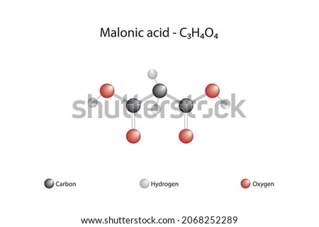 Molecular formula of malonic acid. Malonic acid is a dicarboxylic acid.