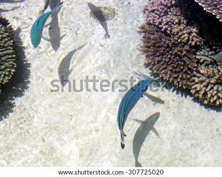Fishes on corals in Eilat Oceanarium on a coast of Red Sea, Israel