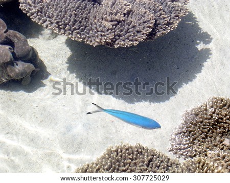 Blue small fish in Eilat Oceanarium on a coast of Red Sea, Israel