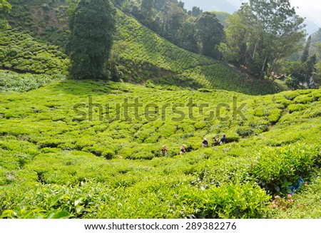 CAMERON HIGHLAND, MALAYSIA JUNE-8: Women Farmers working in the Tea Plantation on June 8, 2015 in Cameron Highland  Malaysia. Cameron Highland is one of the best tourism in Malaysia.