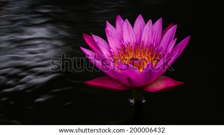 Pink lotus in the pool on a black background.