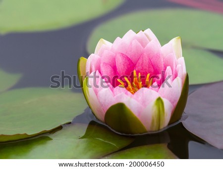 Pink lotus in a pond with lotus leaf green.