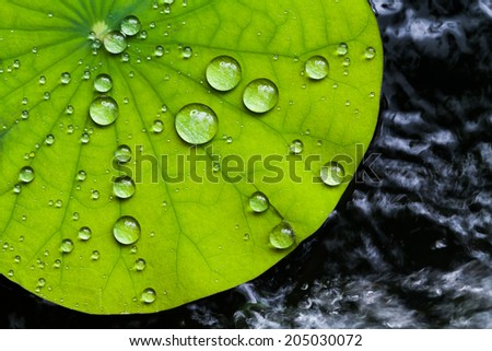 Water droplets on Lotus leaf