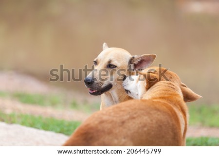 Similar – Foto Bild Zwei Gauner Haustier Hund