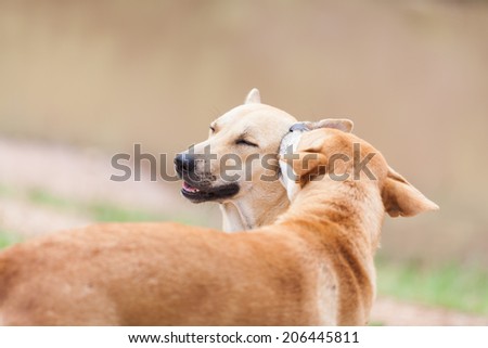 Similar – Foto Bild Zwei Gauner Haustier Hund