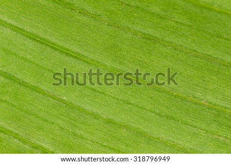 Banana leaf texture background