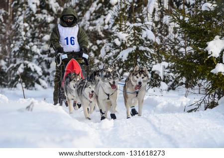 Team of 6 husky dogs in the forest pulling sled