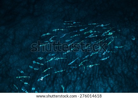 A school of Wolf Herring at night