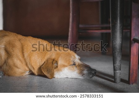 Similar – Image, Stock Photo Little brown dog lies on the table