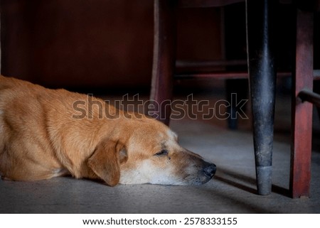 Similar – Image, Stock Photo Little brown dog lies on the table
