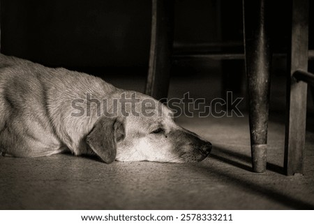 Similar – Image, Stock Photo Little brown dog lies on the table