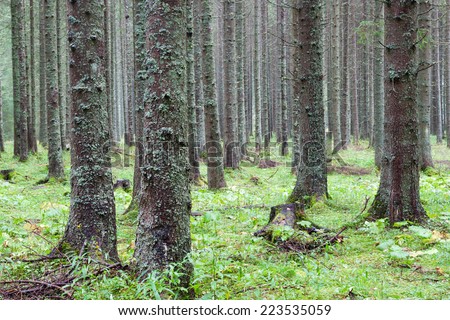 spruce forest, Fairy Forest, untouched spruce forest