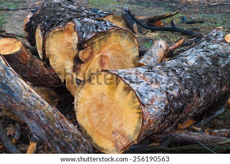 felled tree, growth rings, pile of pine logs