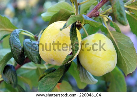 Two ripe yellow plums on a green branch
