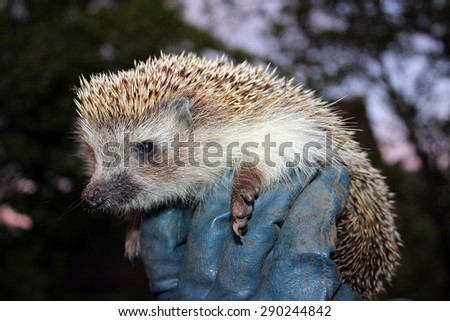 Hedgehog in the man\'s hand in a glove
