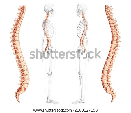 Human vertebral column side view with partly transparent skeleton position, spinal cord, thoracic lumbar spine, sacrum and coccyx. Vector flat natural colors, realistic isolated illustration anatomy 