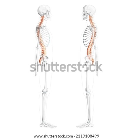 Human vertebral column side view with partly transparent skeleton position, spinal cord, thoracic lumbar spine, sacrum and coccyx. Vector flat natural colors, realistic isolated illustration anatomy 